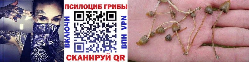 Галлюциногенные грибы прущие грибы  Отрадная 